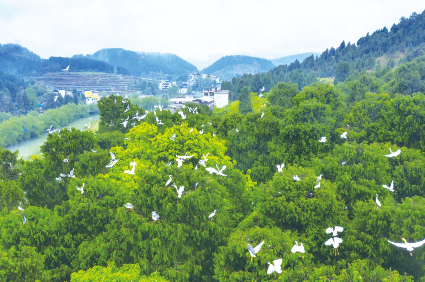 綠水青山伴鷺飛