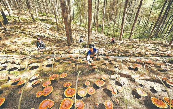 林下靈芝 助搬遷群眾就業(yè)增收