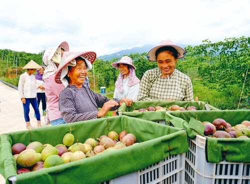 百香果采摘上市