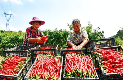 “人才+項目+產(chǎn)業(yè)” 賦能鄉(xiāng)村振興