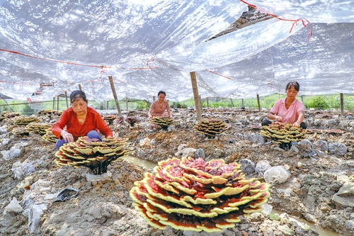 靈芝撐起“致富傘”