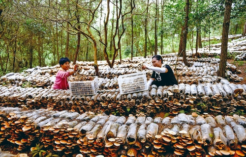 小康路上菌飄香