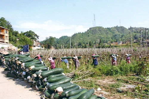 冬瓜豐收農(nóng)民歡