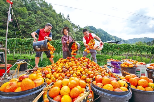 吊瓜黃 采收忙