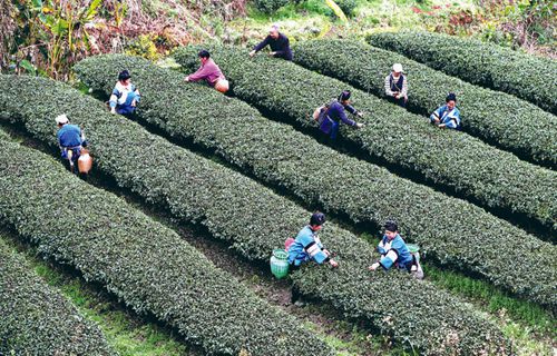 “明前茶” 采摘忙