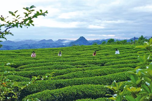 春和景明茶園美