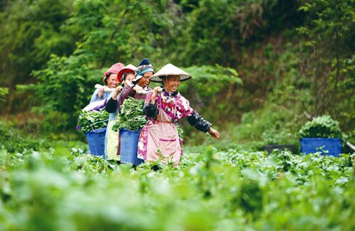 初夏蔬菜采收忙