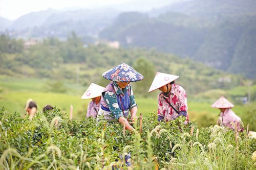 立秋時節(jié) 辣椒采摘忙