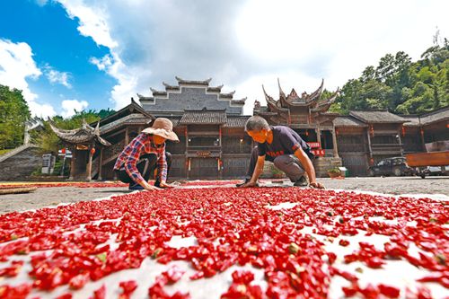 辣椒鋪就致富路