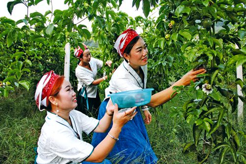 百香果飄香引客來