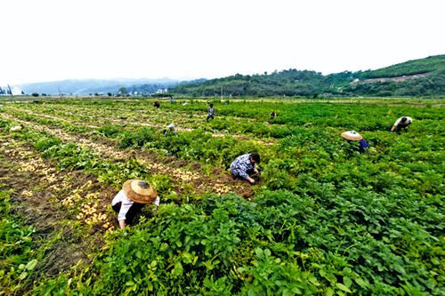 冬閑田種馬鈴薯 土地高效又增收