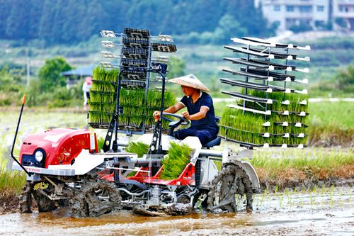 水稻種植忙