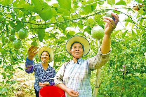 百香果豐收香滿園