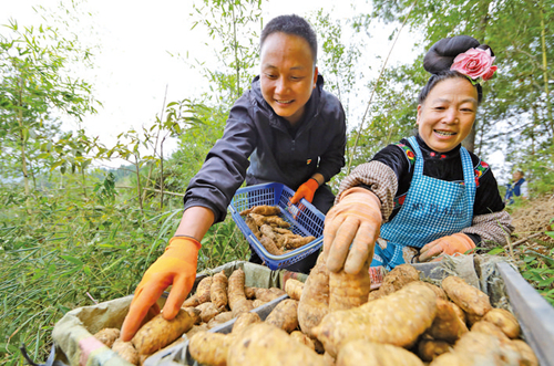 天麻喜豐收 村民笑開顏