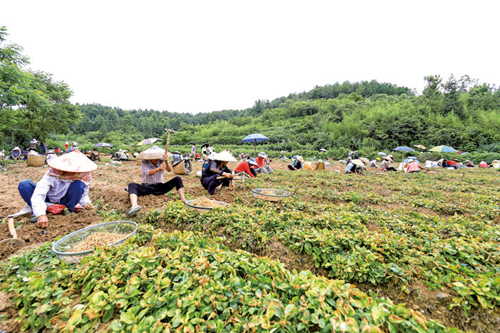 小小太子參 富民大產(chǎn)業(yè)